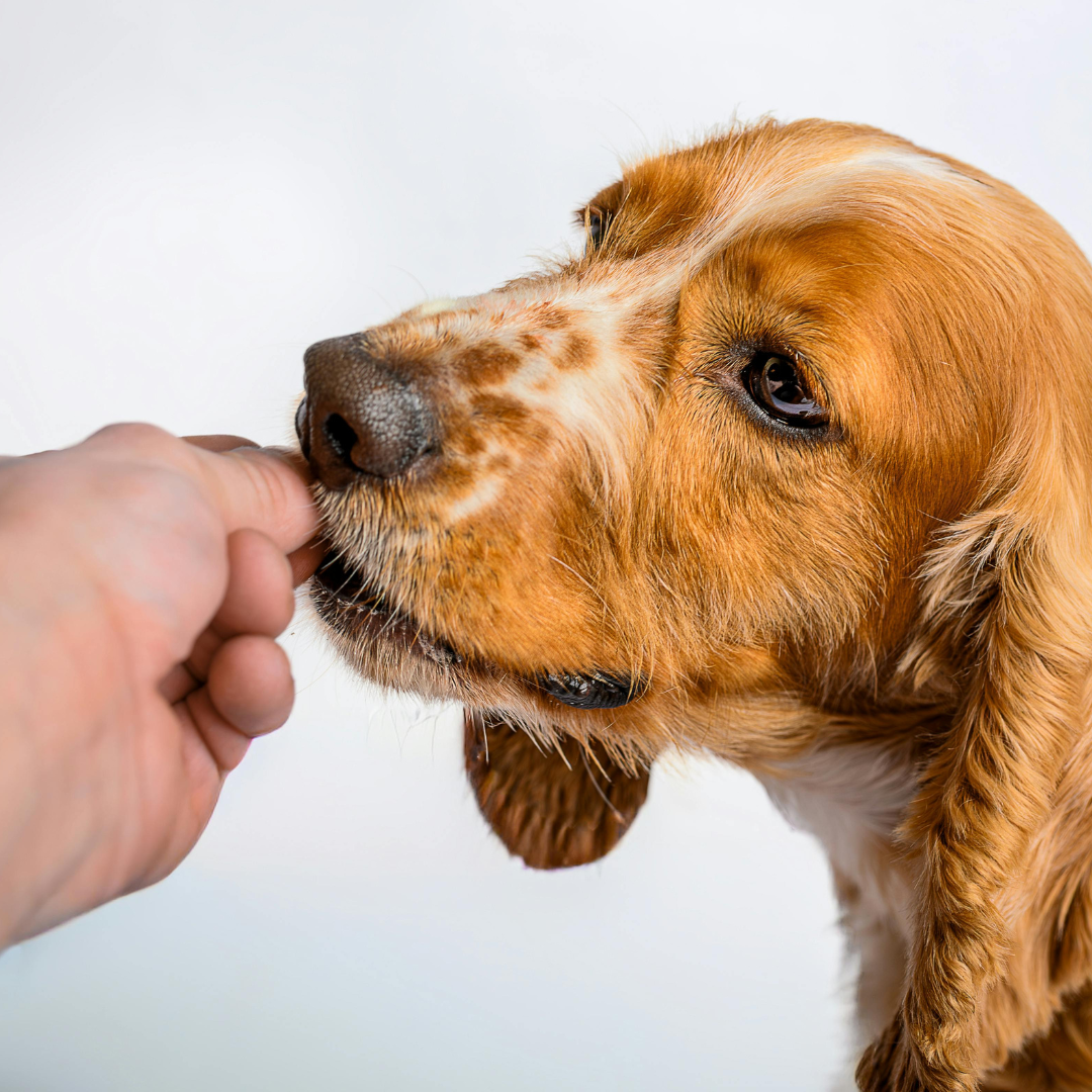 Best Natural Dog Treats for Sensitive Stomachs (2026 Guide)