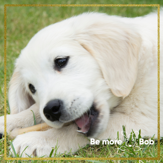 The Best Natural Chews for Teething Puppies