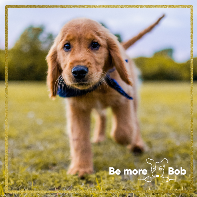 Teach Your Dog to Recall: Step-by-Step Guide