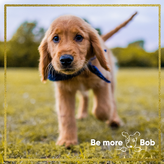 Teach Your Dog to Recall: Step-by-Step Guide
