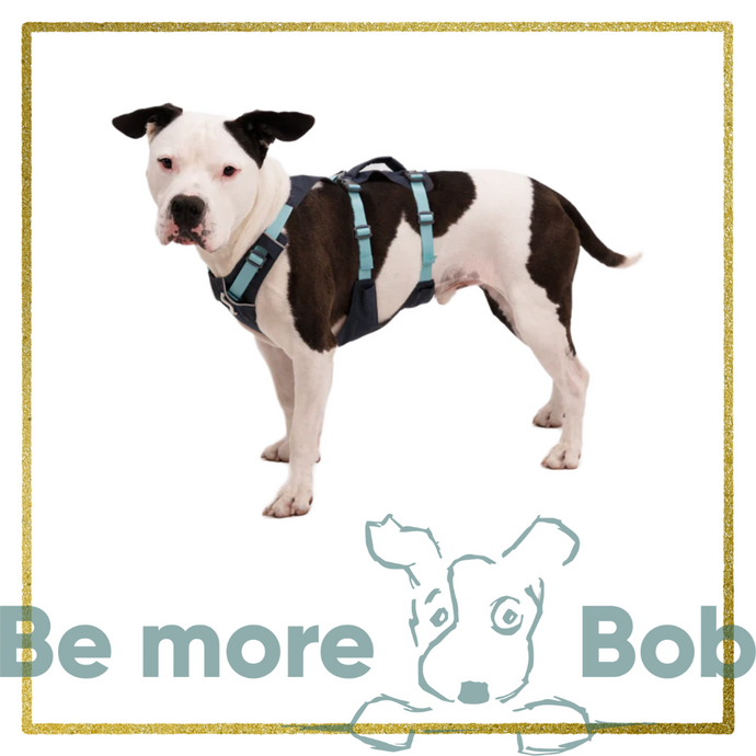 Best harness for dogs that escape