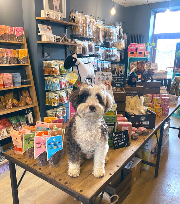 Why Your Dog Deserves More “Bob Energy” – Tips for a Happier, Healthier Pup