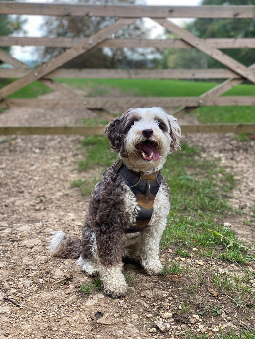 Top Five Dog-Friendly Things to Do in the Cotswolds in Autumn 🍂🐾