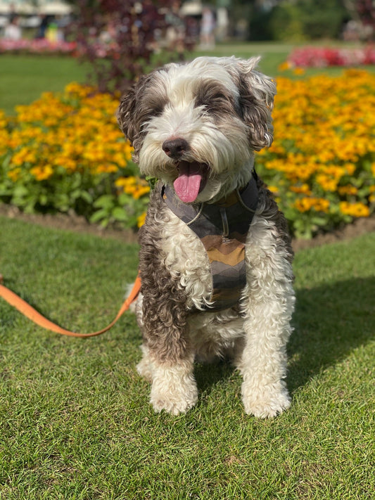 Best Harness for a Cockapoo: Ruffwear Front Range or Ruffwear Hi & Light?