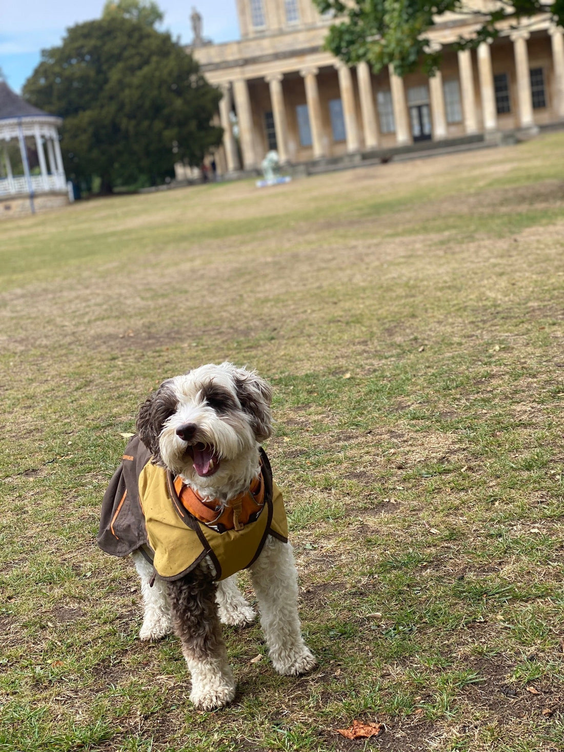 Dog-Friendly Cheltenham: Where Pups and People Are Welcome