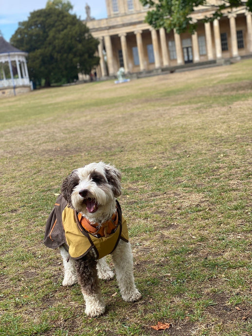 Dog-Friendly Cheltenham: Where Pups and People Are Welcome