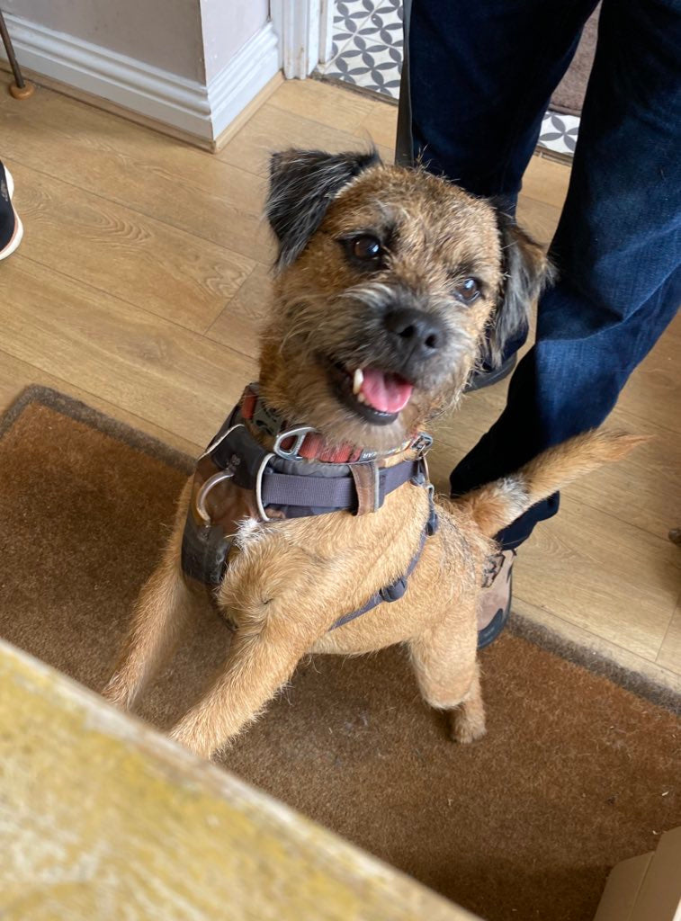 Best Harness for a Border Terrier: Your Harness Guide For Busy BTs!