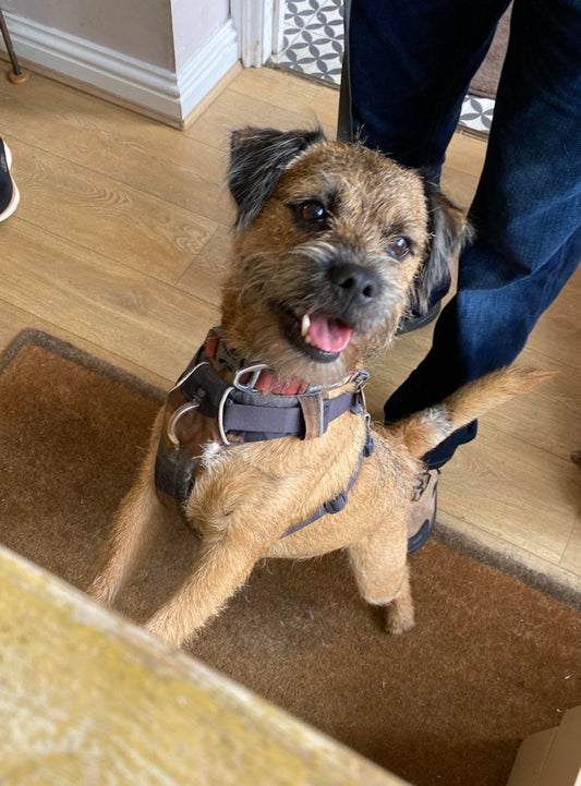 Best Harness for a Border Terrier: Your Harness Guide For Busy BTs!
