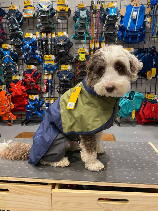 Autumn Adventures with Your Dog: New Cold and Wet Weather Gear in Stock