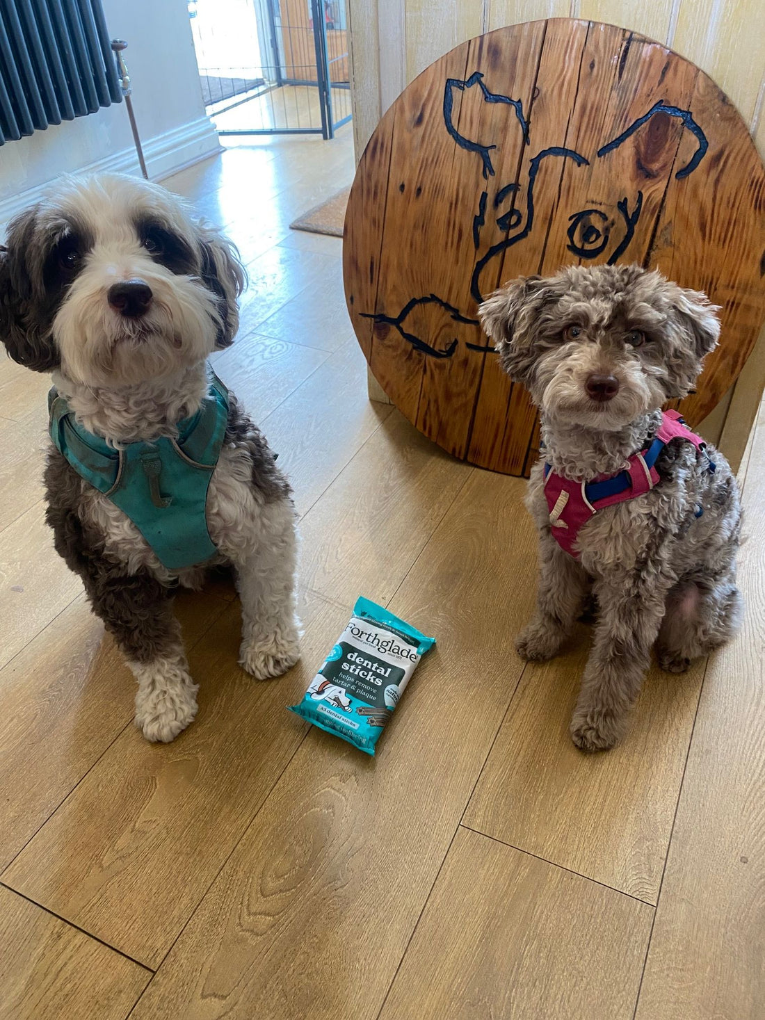 Why Natural, High-Quality Dog Products Are Taking Over in 2026 (And What It Means for Your Dog)