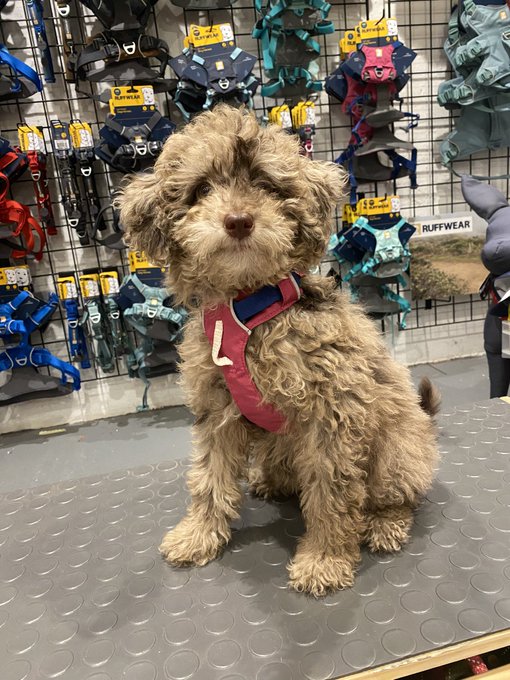 Top 10 Questions People Google About Puppies (And the Answers Every New Owner Needs)