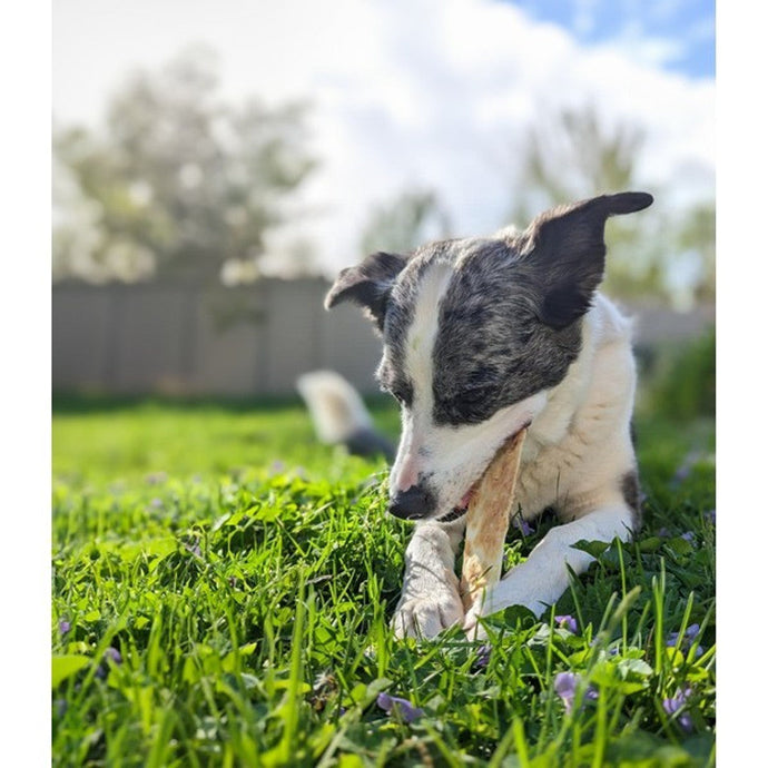 Understanding Liver Disease in Dogs: Symptoms, Diet &amp; Care