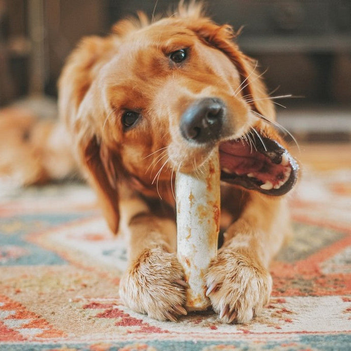 🐾 Top 5 Low Fat Treats for Dogs from Be More Bob