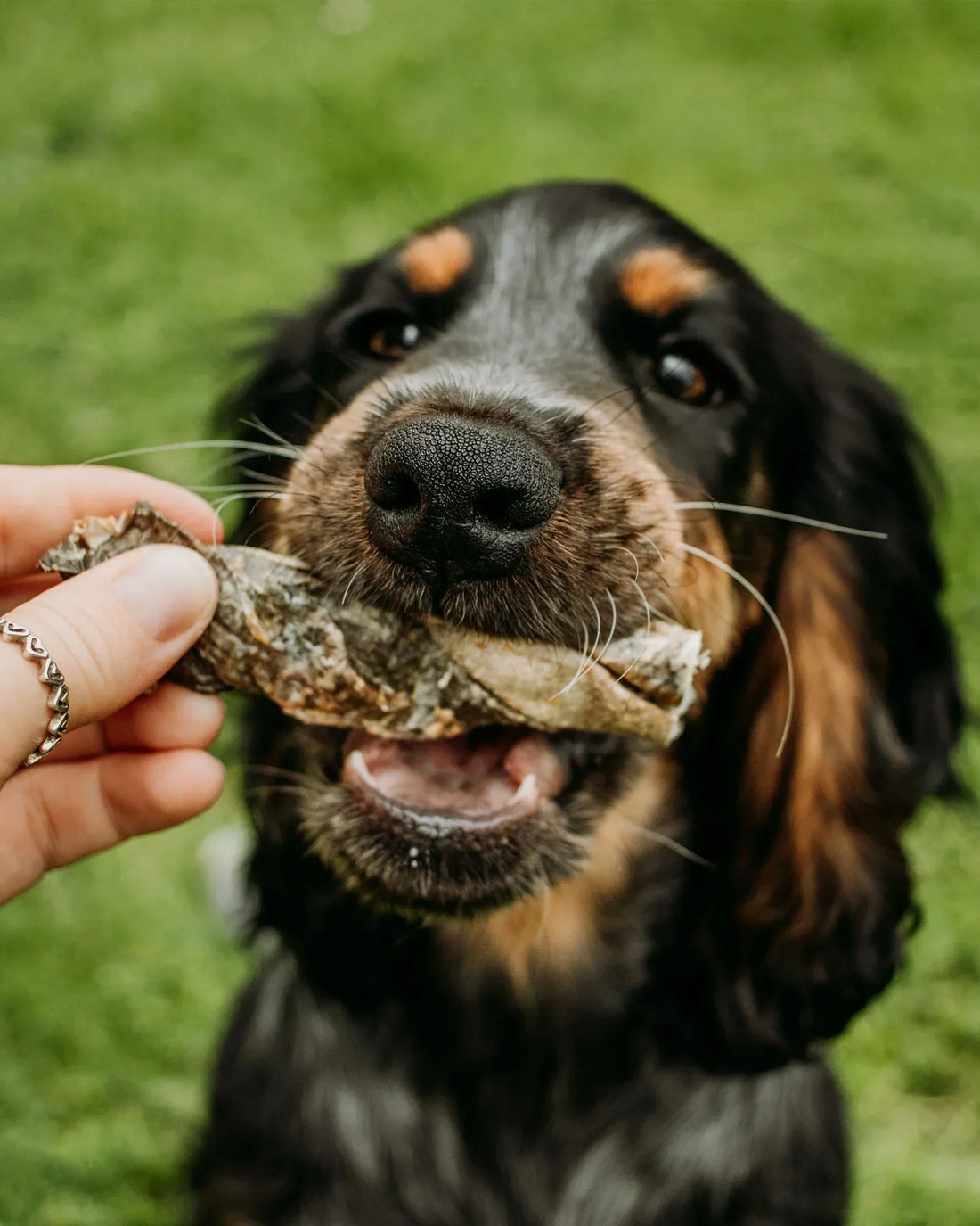 Kidney Disease in Dogs: What You Need to Know
