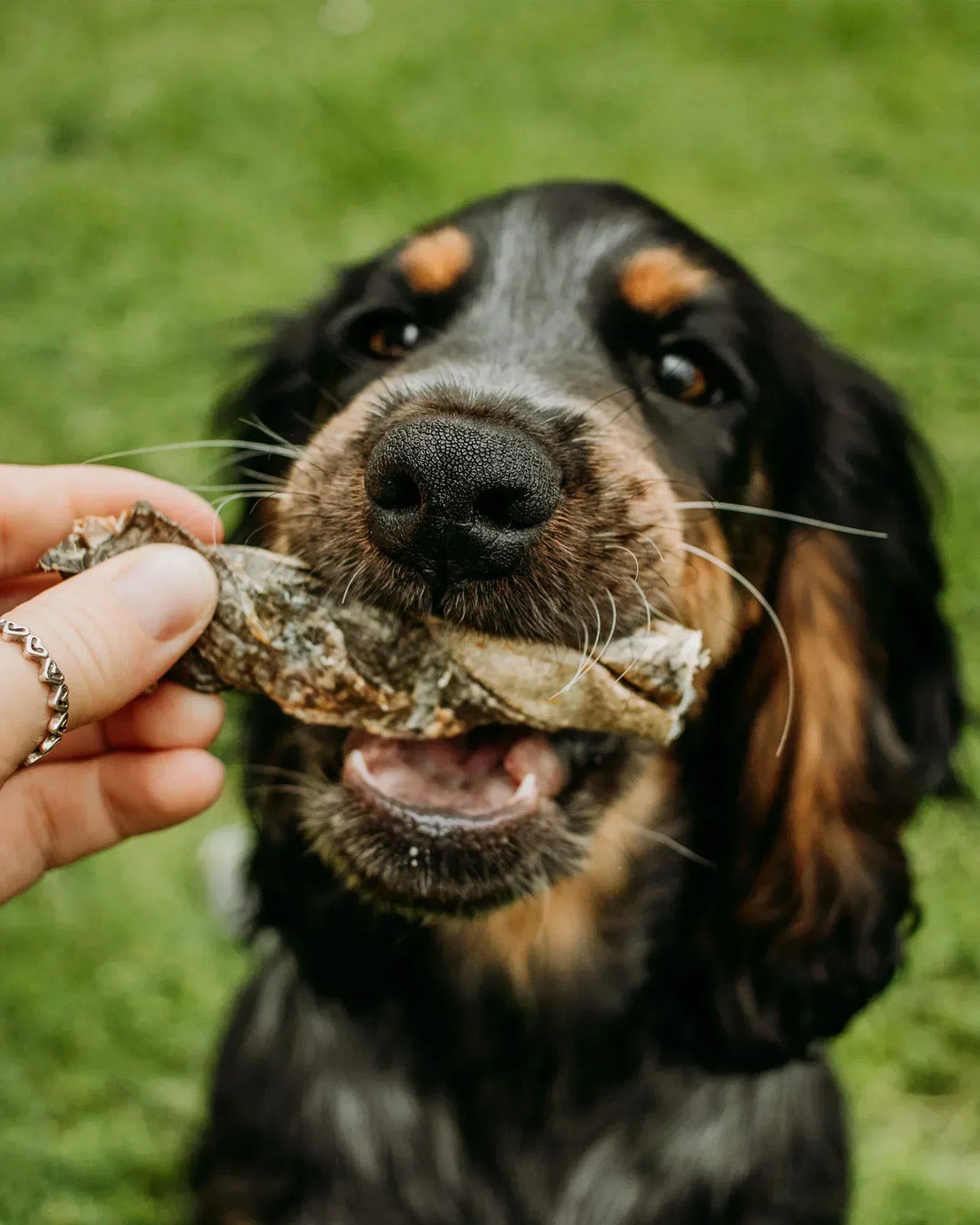 Kidney Disease in Dogs: What You Need to Know