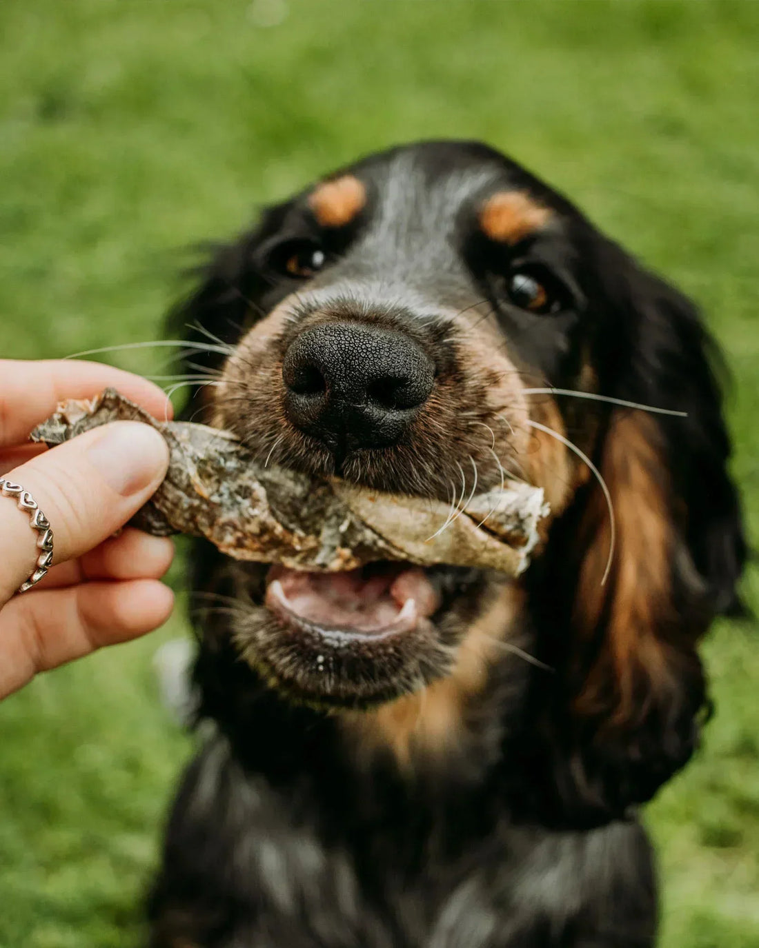 Kidney Disease in Dogs: What You Need to Know
