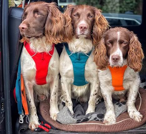 Best Ruffwear Harness for Spaniels (2026 Guide)