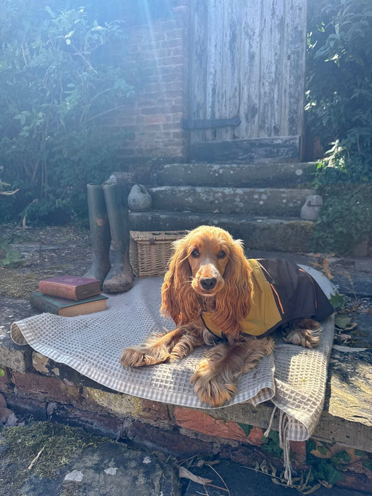 The Best Coat for Spaniels: Cocker, Working Cocker & Springer Spaniels