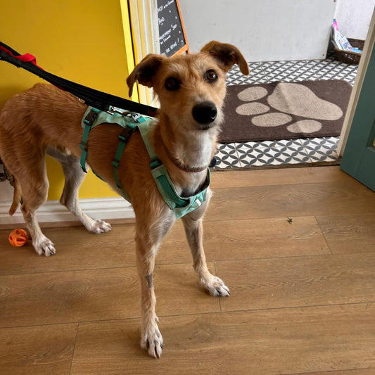 Where Can I Get My Dog Harness Fitted in Cheltenham & the Cotswolds?