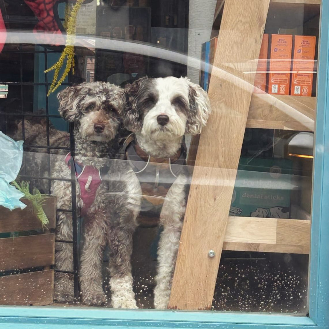 Where to Buy Dog Supplies in the Cotswolds