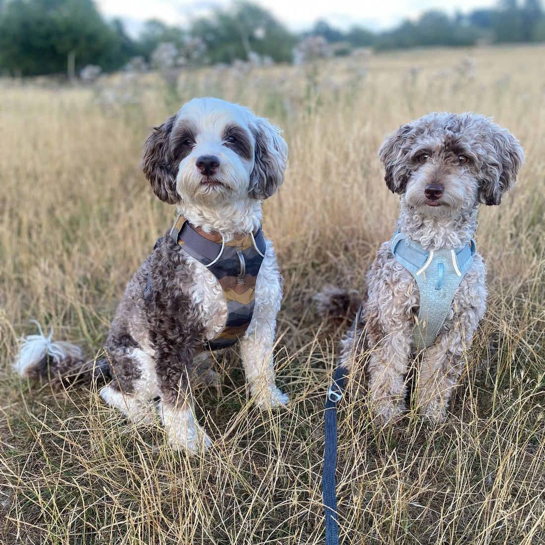 Heatwat & Dogs: How to Keep Your Dog Safe, Cool & Happy This Summer