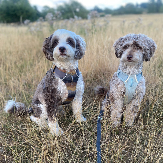 Heatwat & Dogs: How to Keep Your Dog Safe, Cool & Happy This Summer