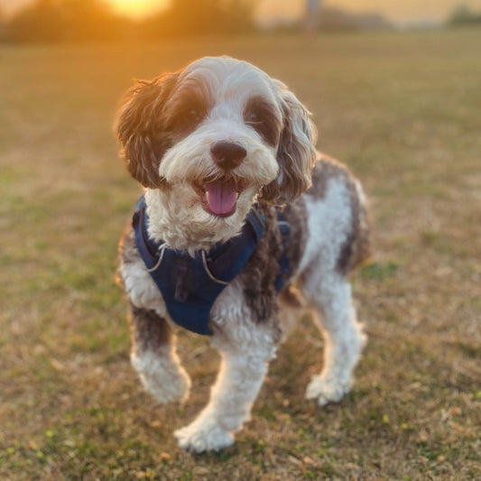 What is the best dog harness?