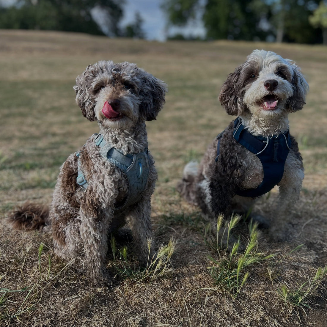 Ruffwear Front Range vs Front Range Flex Harness – Which Should You Choose?