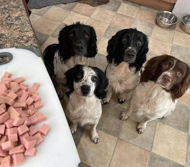 Is Your Dog Really a Fussy Eater?