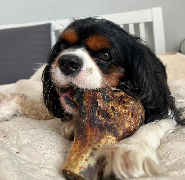 Five Long-lasting dog chews