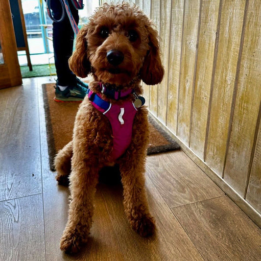 What Size Ruffwear Harness for a Cockapoo