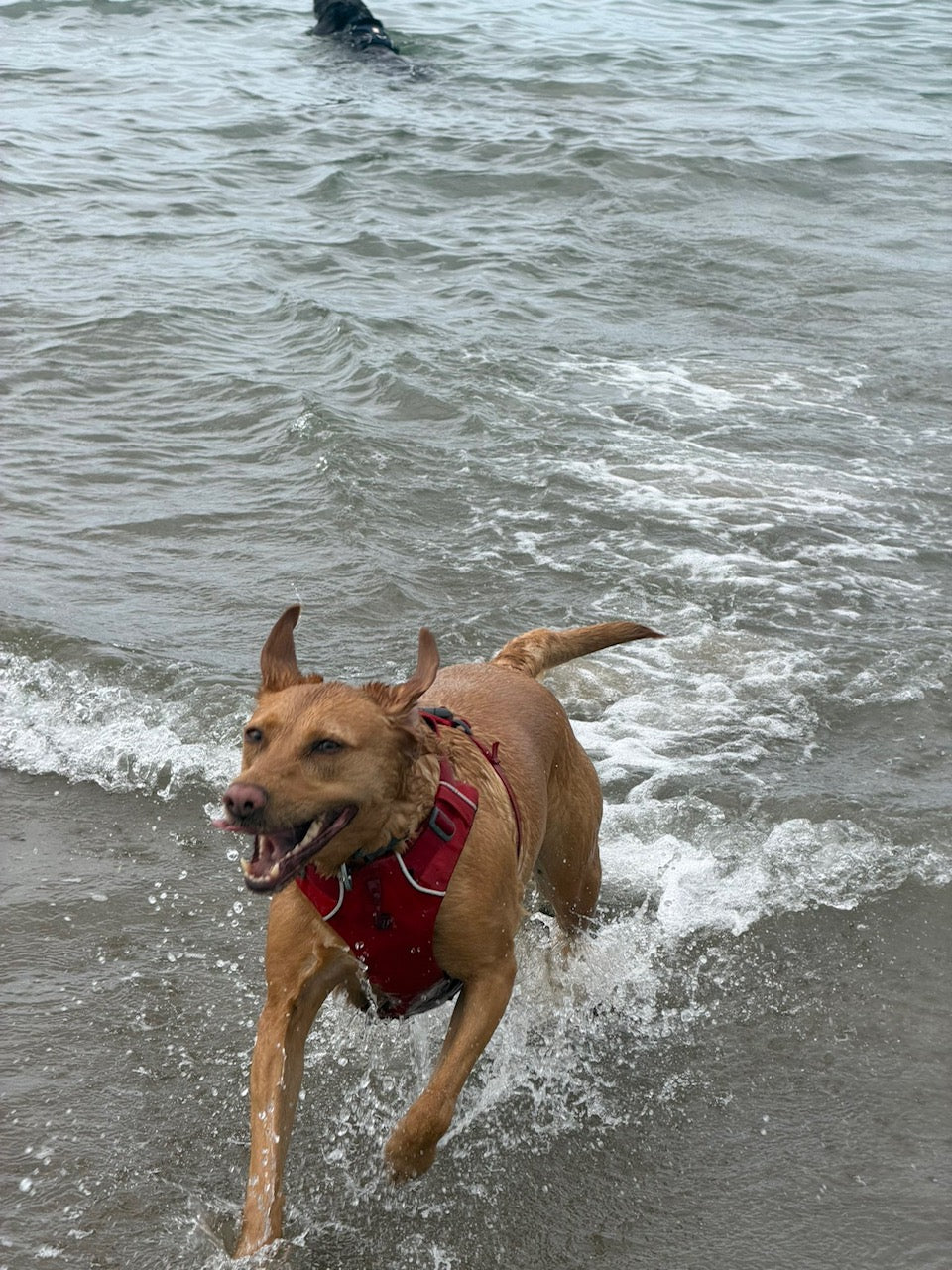 Can Dogs Swim Wearing a Ruffwear Harness?