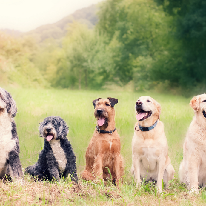 Dog-Friendly Cotswolds: The Ultimate Guide for You and Your Pup 🐾