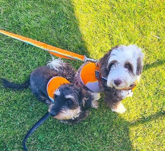 Woof - what a scorcher! Ruffwear Cooling Vests & Coats
