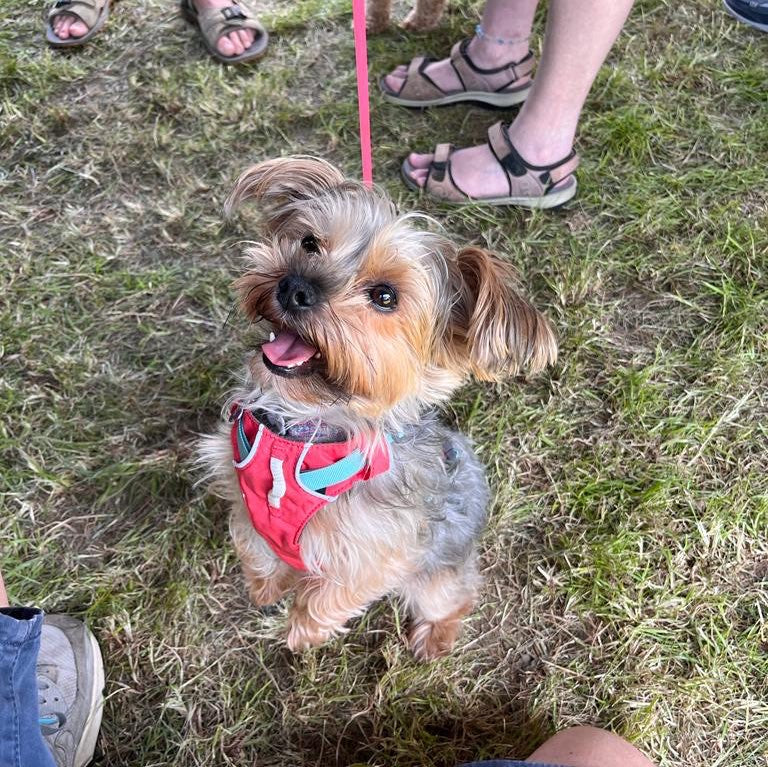 Little Dogs, Big Needs: We have great loot for smaller breeds