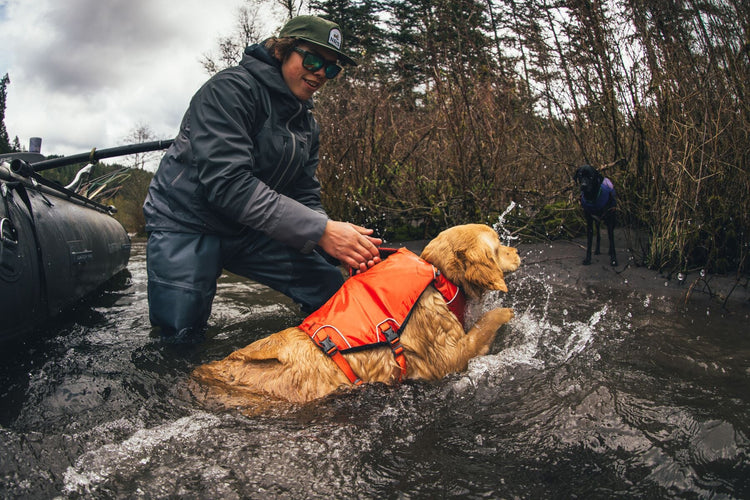 DOGS SWIMMING