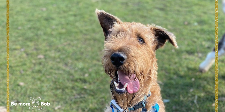 Pebble the Irish Terrier's favourite items