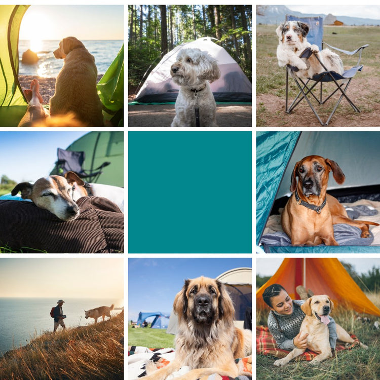 DOGS CAMPING