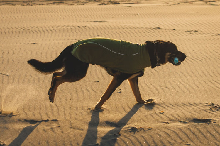 Dog Fleeces & Warm Coats