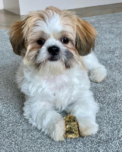 Chews for toy breeds or dogs that don't like hard chews