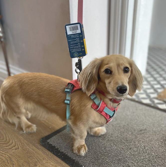 Dachshunds & small dogs