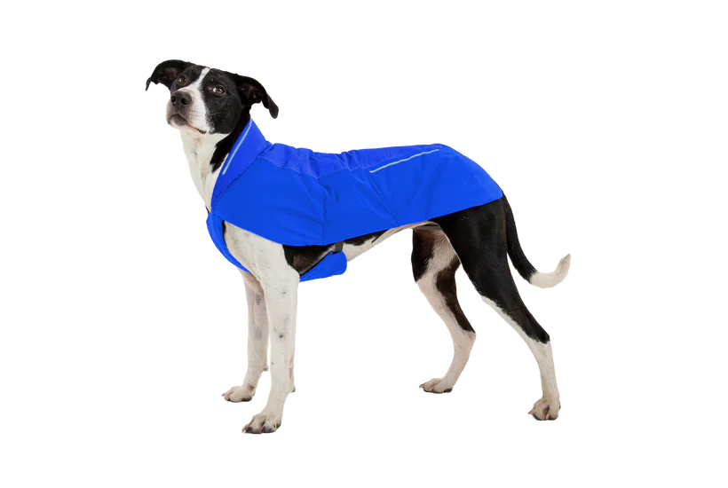 ruffwear vert jacket on a medium sized dog