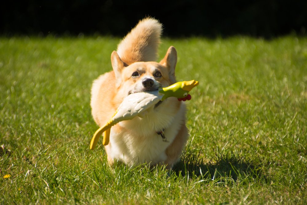 Squeaky Chicken