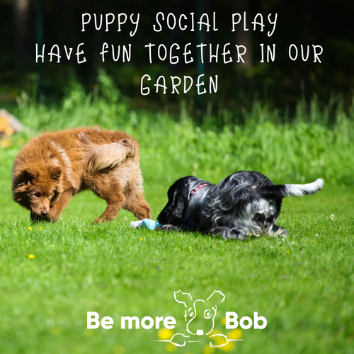 Puppy Social Play