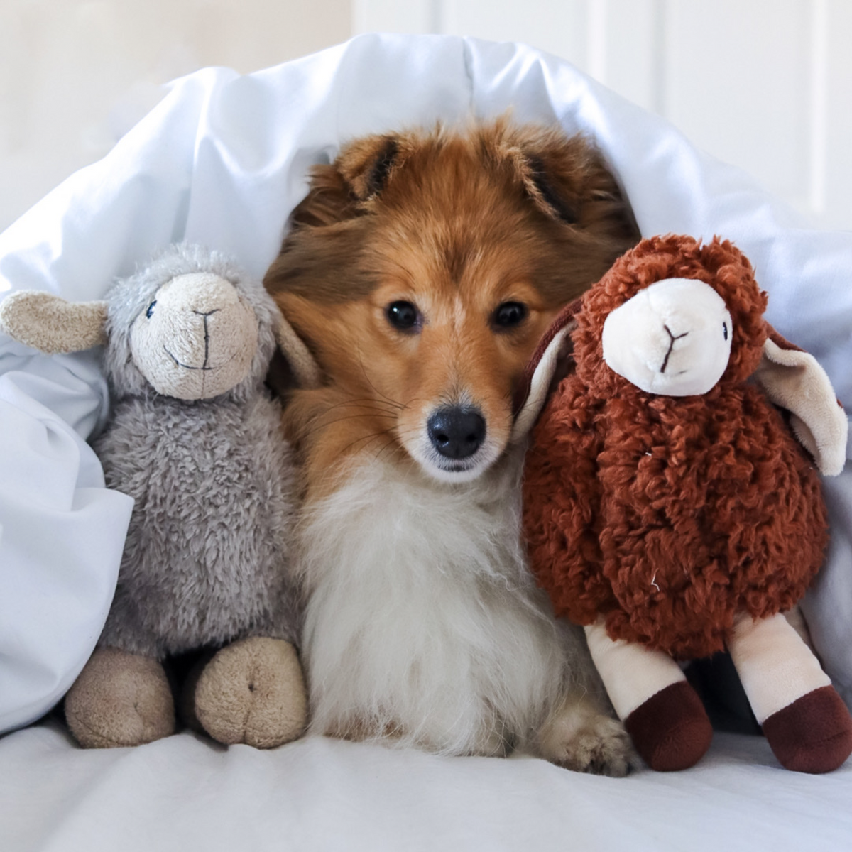 Luxury Bundle - Luca/Sansa/Bingley