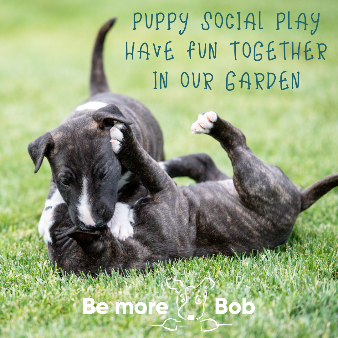 Puppy Social Play