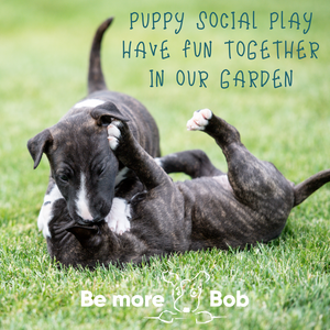 Puppy Social Play