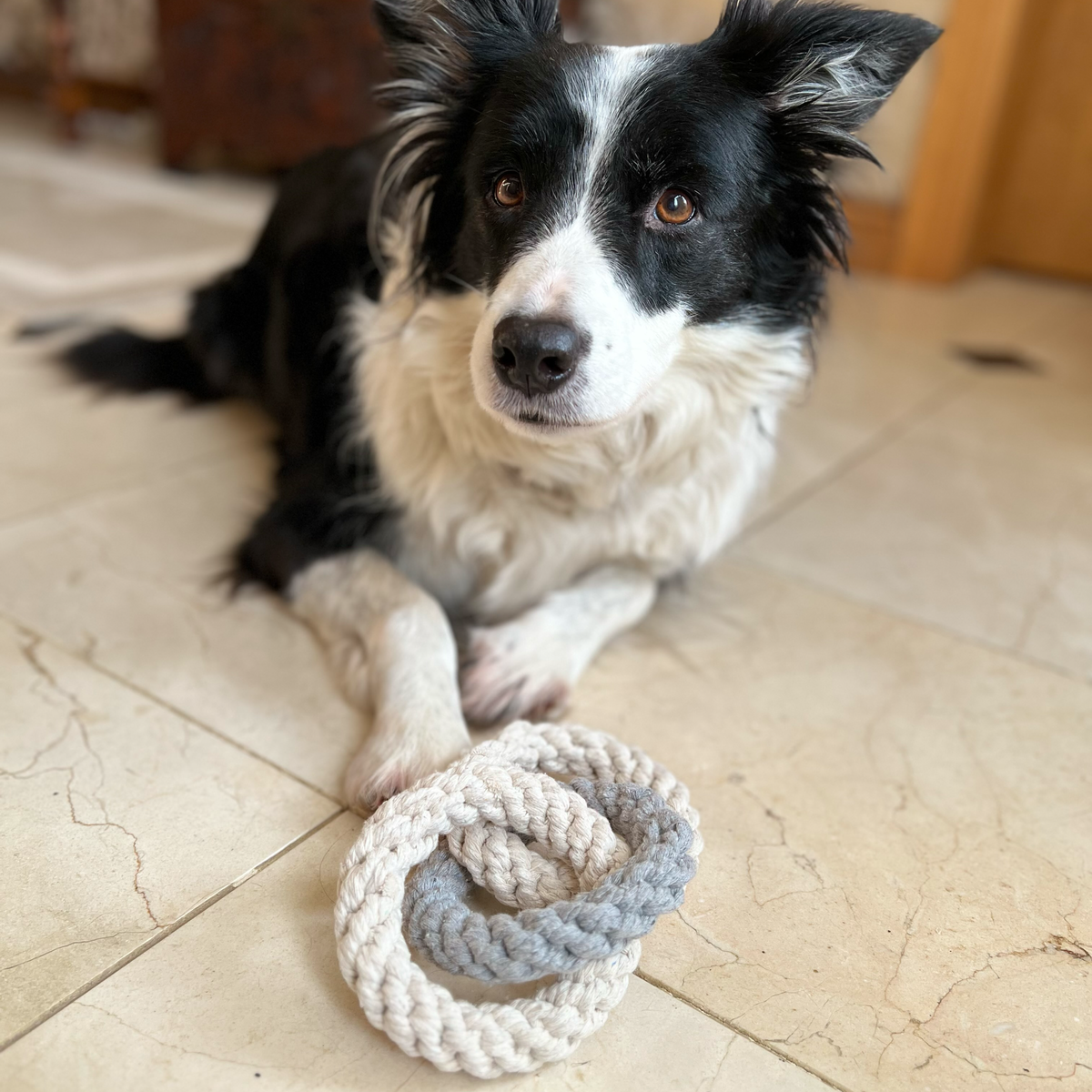 Tri Ring Rope Toy