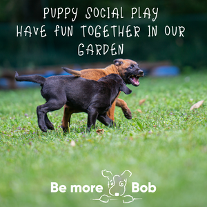 Puppy Social Play