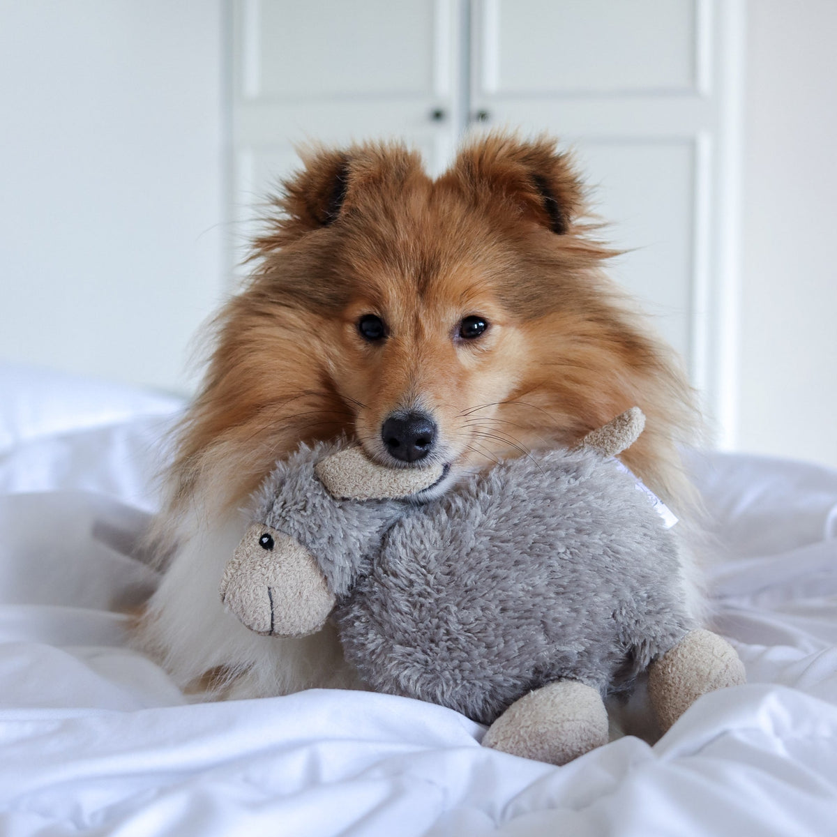 Luxury Bundle - Luca/Sansa/Bingley